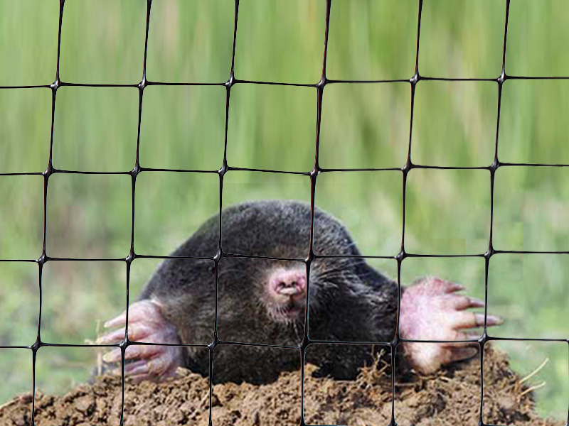 Anti-mole netting