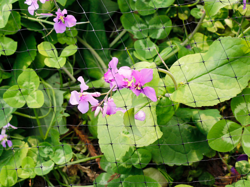 Crop protective netting