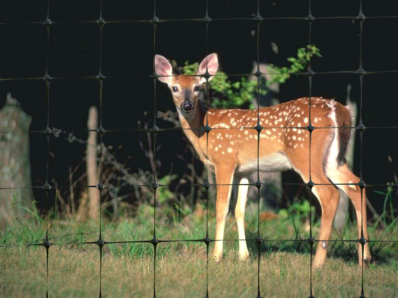 Deer fence