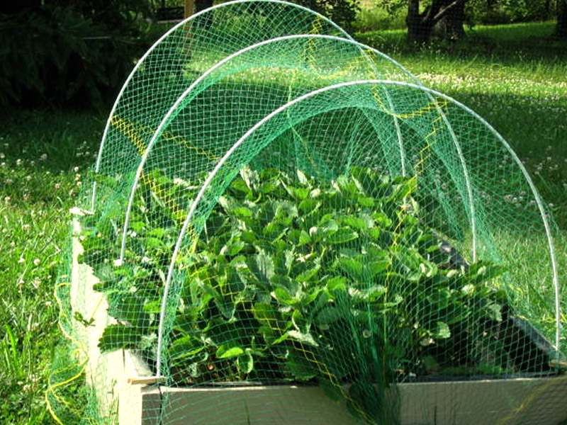 Fruit Cage netting