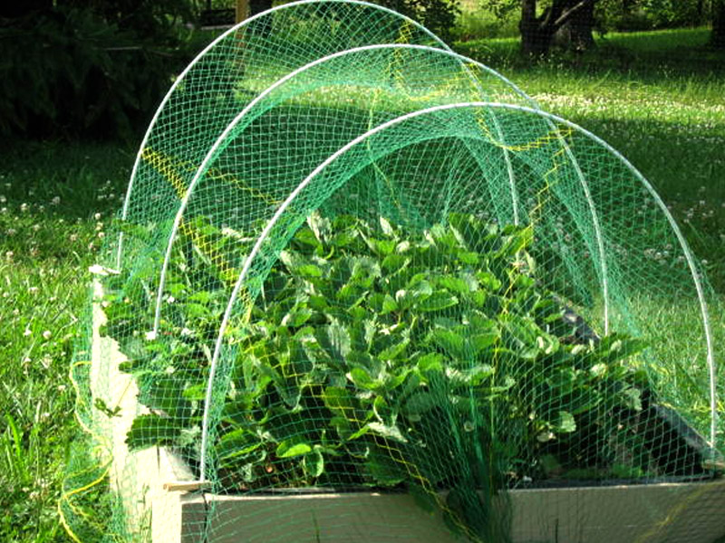 Diy Netting For Plants