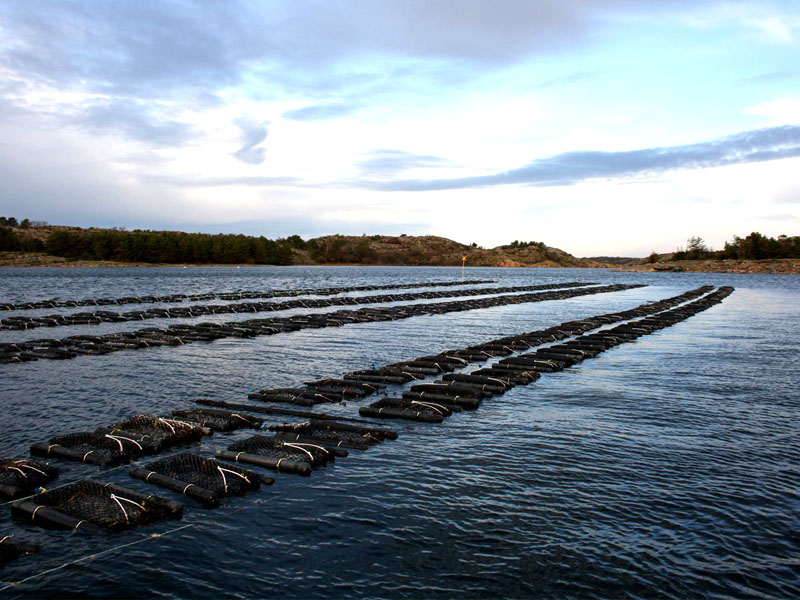 Oyster Mesh