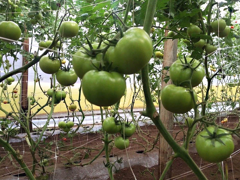 tomato-netting