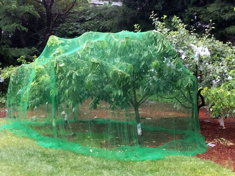 Tree protective netting