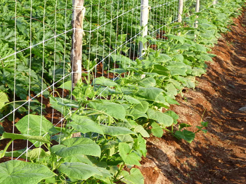 Trellis netting