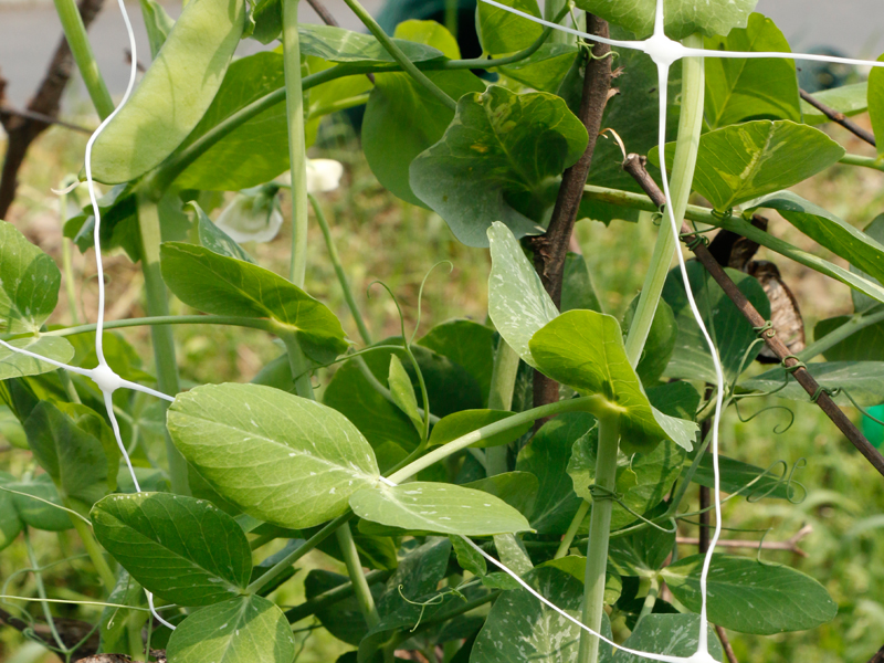 peabean-netting